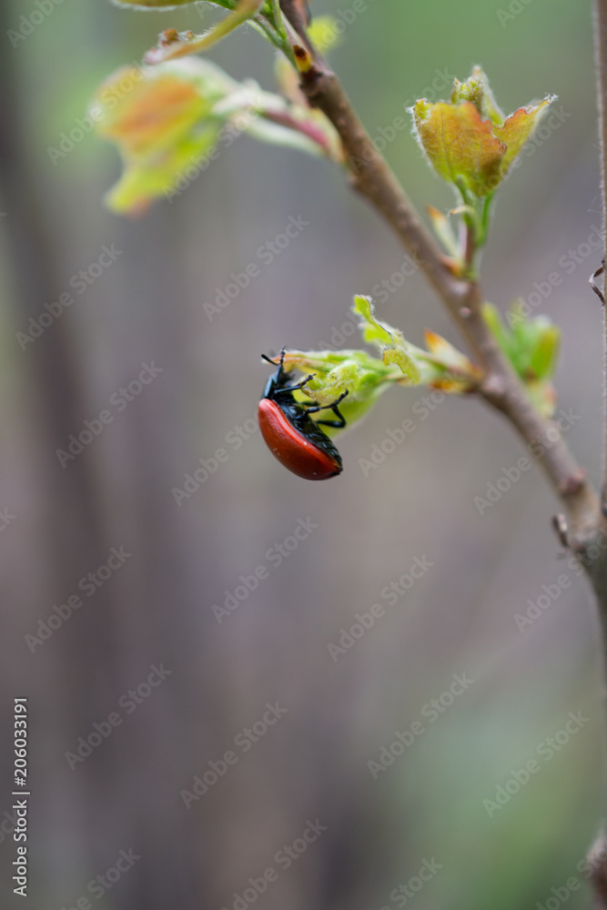 Chrysomela in natural environment in spring forest close up on blurred background Chrysomela in natural environment in spring forest close up on blurred background