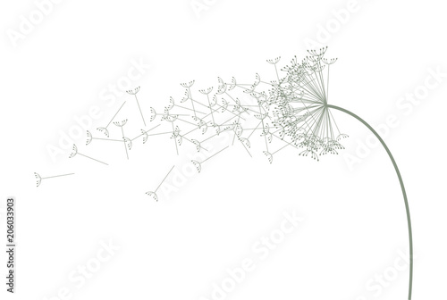 dandelion blown over