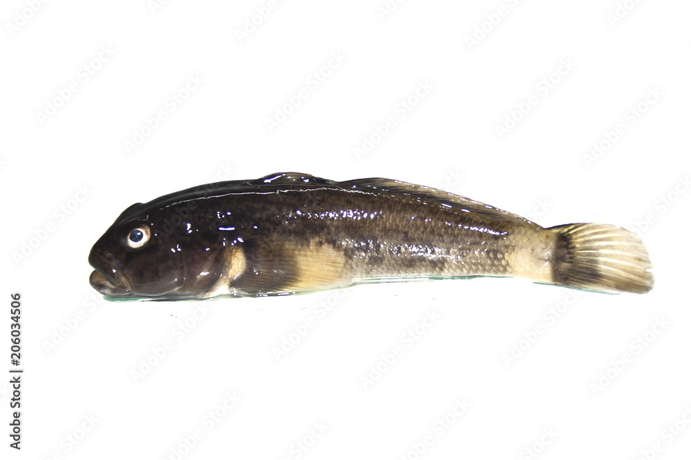 Fototapeta premium fish isolated on white background