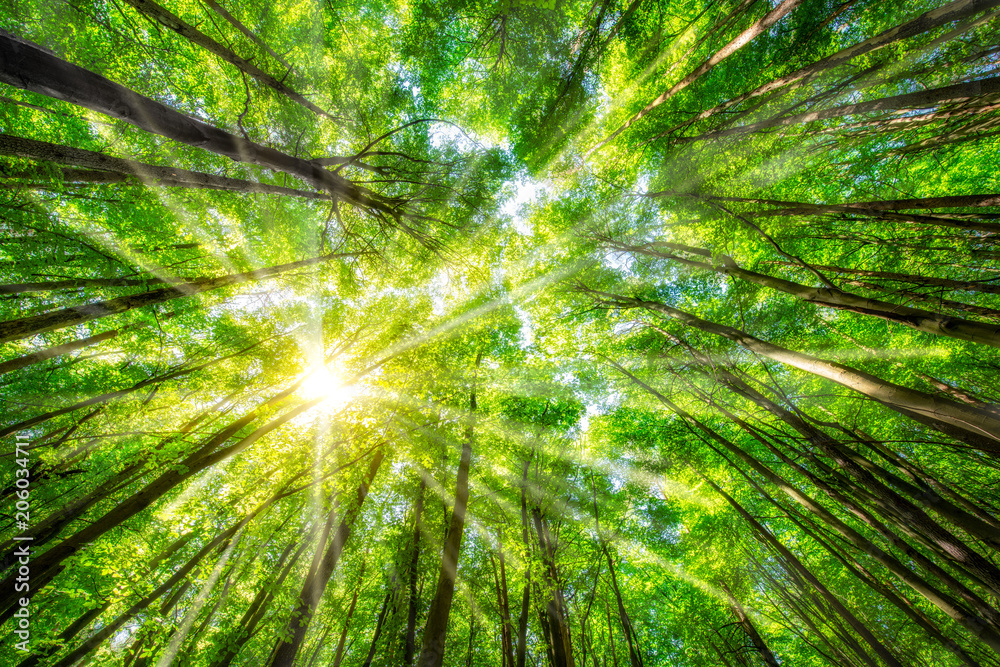Fototapeta premium Zielone liście latem w lesie z promieniami słońca przez wierzchołki drzew