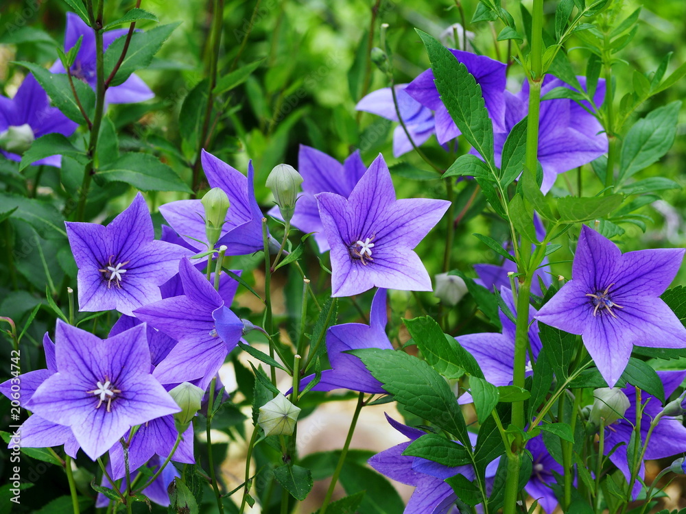桔梗の花 Stock 写真 Adobe Stock 桔梗の花 Stock 写真 Adobe Stock