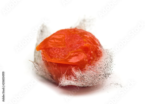 Rotten tomato with colonies of mold fungi isolated on white background