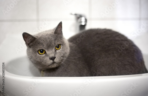 Grey pretty cat