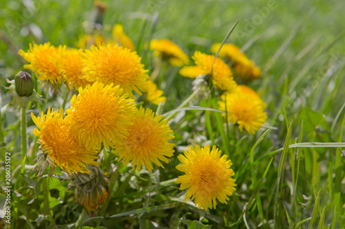 Close up flowers yellow dandelions.