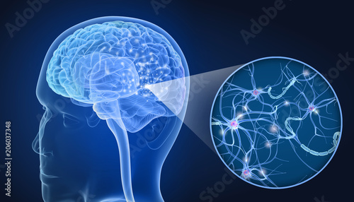 Fototapeta Naklejka Na Ścianę i Meble -  Human Brain and nerve cell anatomy in details. 3D illustration