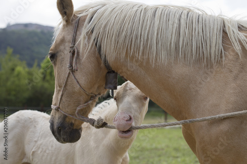 Cremello foal  or albino  is biting a rope 