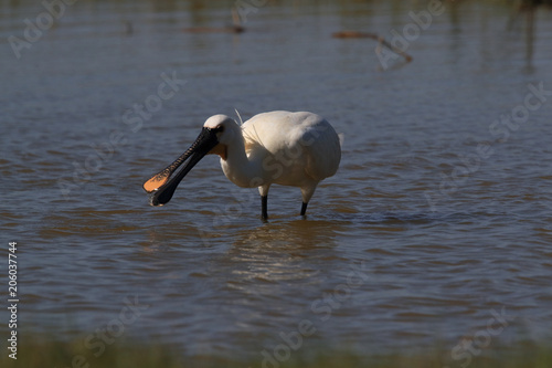 Eurasian or common spoonbill in nature Island Texel,Holland photo