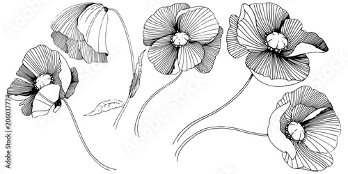 Vector poppy. Floral botanical flower. Wild spring leaf wildflower isolated. Vector wildflower for background, texture, wrapper pattern, frame or border.