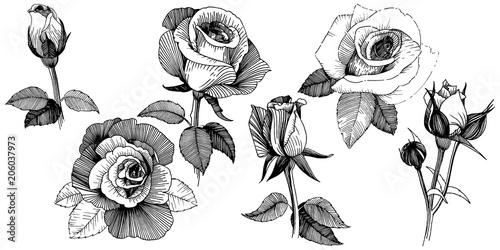 Vector roses. Floral botanical flower. Wild spring leaf wildflower isolated. Vector wildflower for background, texture, wrapper pattern, frame or border.