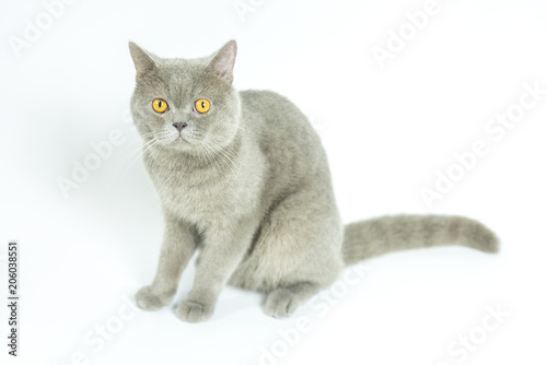 British Shorthair cat isolated on white. Sitting, looking camera