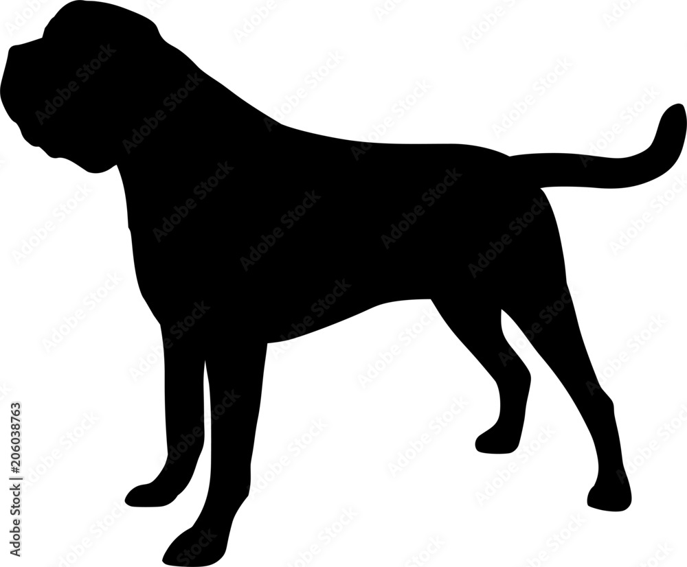 Mastiff Dog