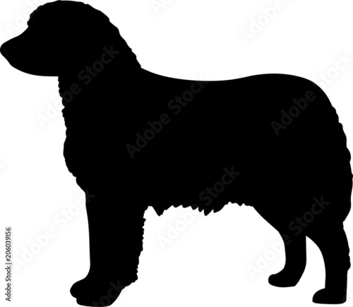 Australian Shepherd Dog