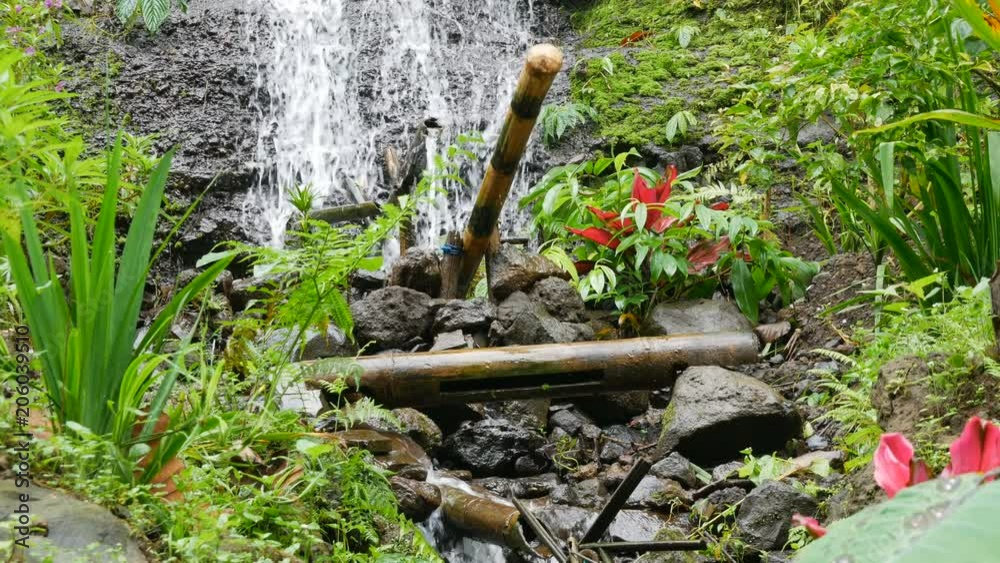 Bamboo Shishi-odoshi fills with water from a small waterfall in the jungles of Bali and clanks down onto a bamboo shaft. Bamboo Shishi-odoshi fills with water from a small waterfall in the jungles of Bali and clanks down onto a bamboo shaft.
