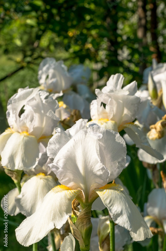 Fototapeta Naklejka Na Ścianę i Meble -  White iris flower. Flowering spring garden