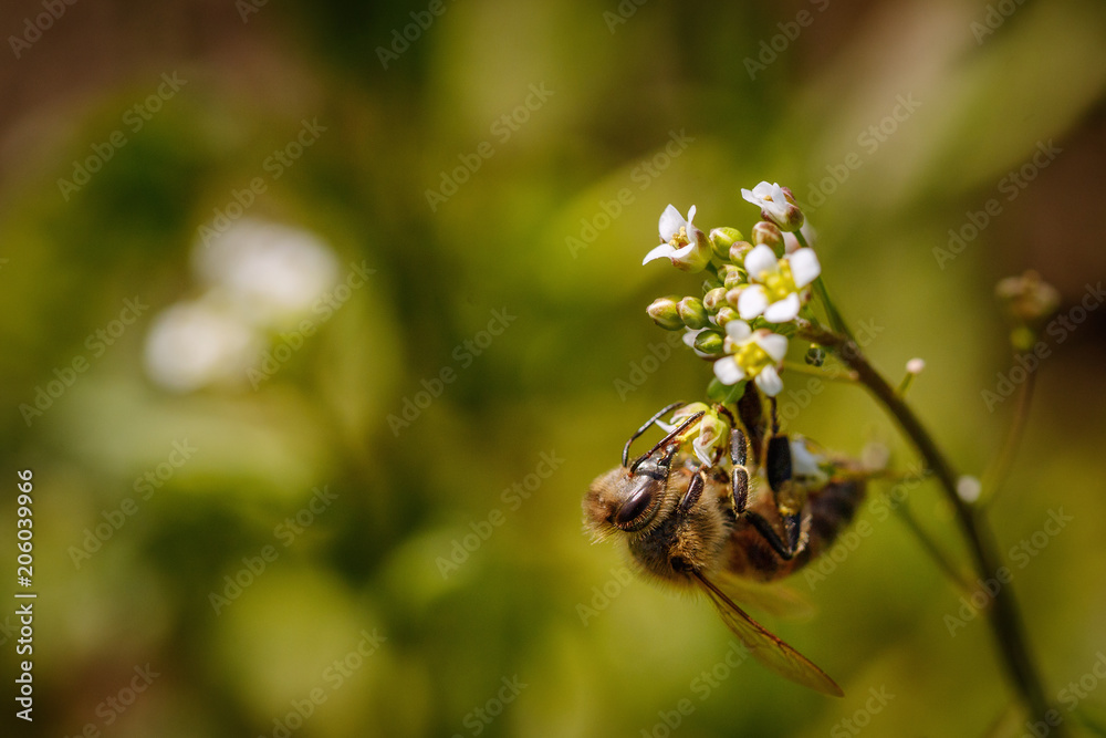 Bee on a white flower collecting pollen and gathering nectar to produce honey in the hive with copy space Bee on a white flower collecting pollen and gathering nectar to produce honey in the hive with copy space