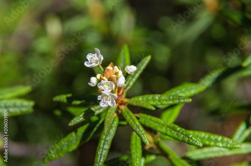 Blooming Labrador Tea. Ledum, Wild rosemary