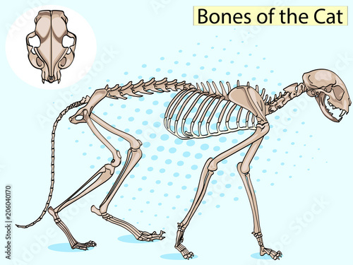 Cat Pop art skeleton veterinary vector, cat osteology, bones
