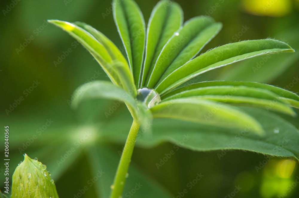 Big beautiful drop of dew on the leaf of the plant Big beautiful drop of dew on the leaf of the plant