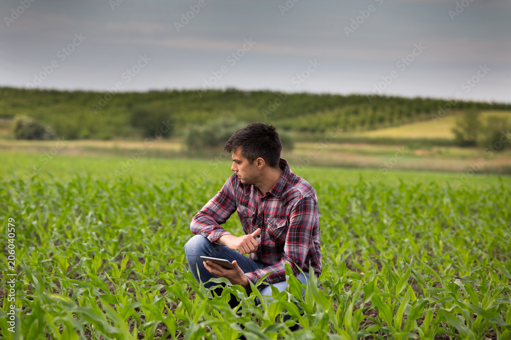 Farmer with tablet in corn field in spring