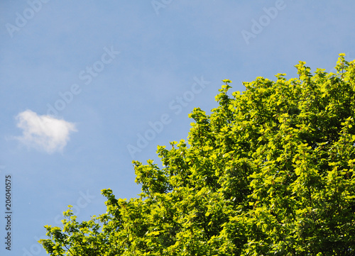 bright green spring tree top against a blue sunny sky