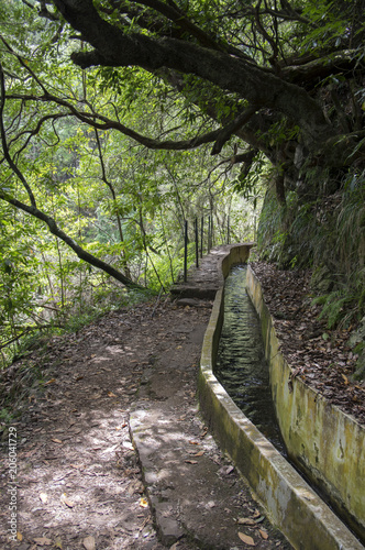 Levada Forado, touristic hiking trail, Ribeiro Frio, Madeira island, Portugal photo