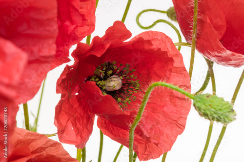 bright red poppy flower