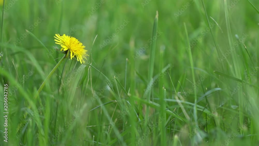 Single blooming dandelion in green grass 4K Single blooming dandelion in green grass 4K