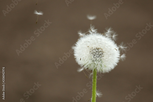 Fototapeta Naklejka Na Ścianę i Meble -  blowball white