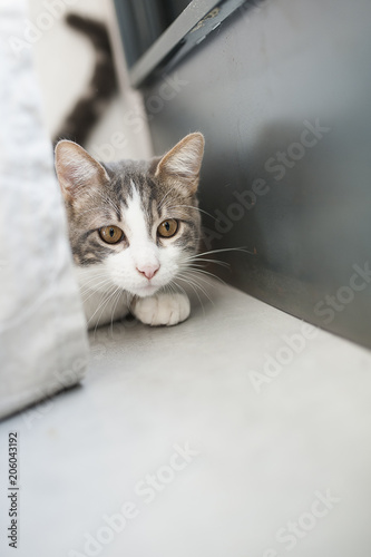 Jeune chat tigré blanc qui se cache derrière un rideau