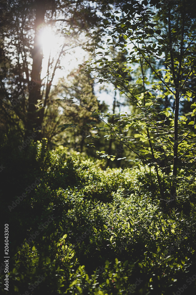 Fototapeta premium Sunrise