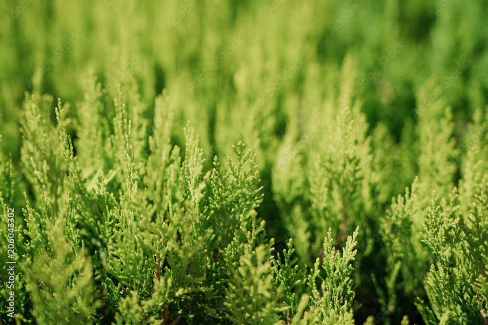 Beautiful fir tree twigs on blurred background, outdoors. Young pine tree branch.