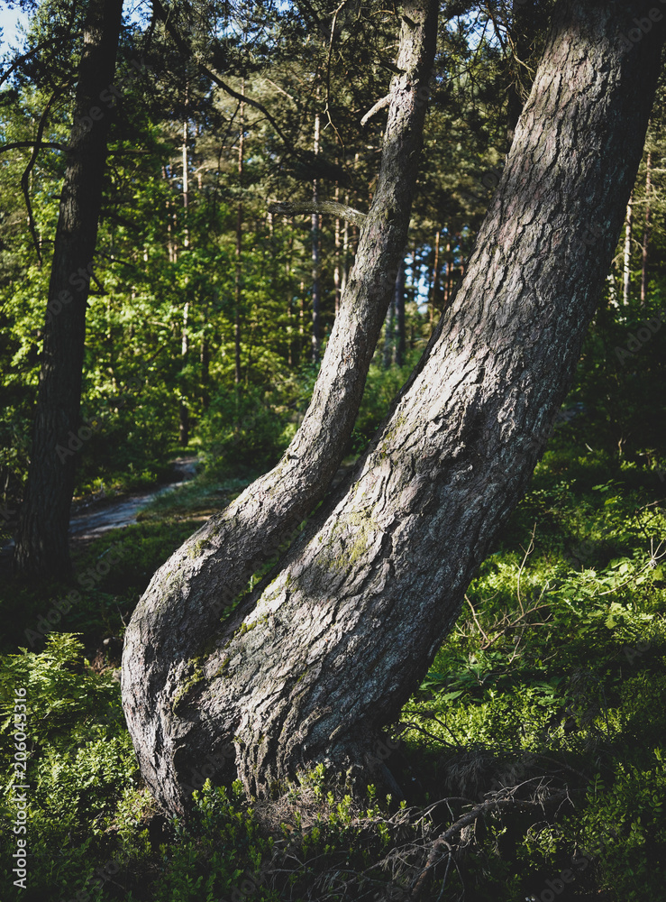 Bent Tree