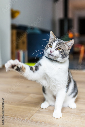 Jeune chat tigré blanc qui joue