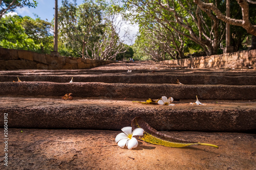 White flower on staircase to the Buddhist Monastery in Mihintale photo