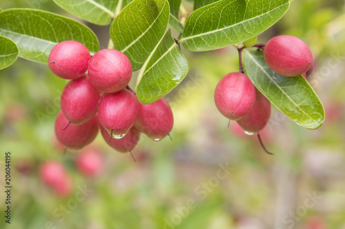 Fresh Carunda or Karonda fruit with water drop on tree Carunda.