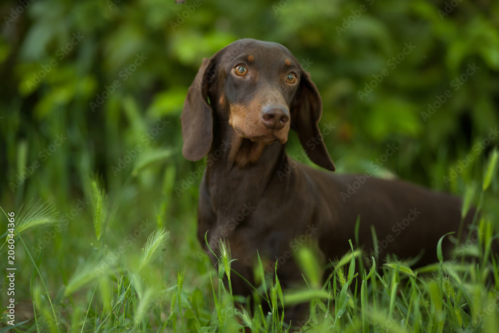 beautiful little dog breed standard Dachshund brown looks into the camera