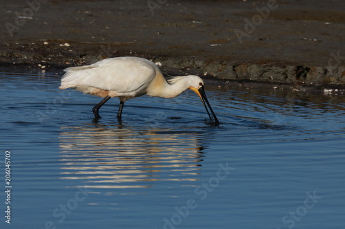 Eurasian or common spoonbill in nature Island Texel,Holland photo