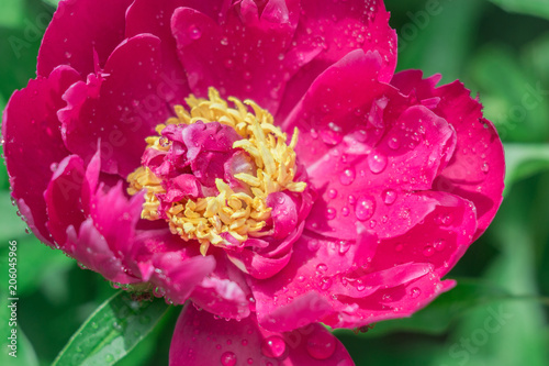 peony on green background