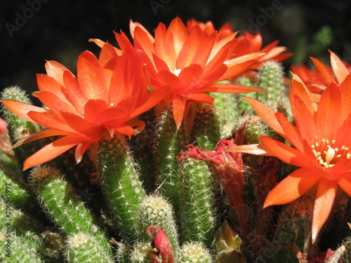 pianta grassa succulenta in fiore photo