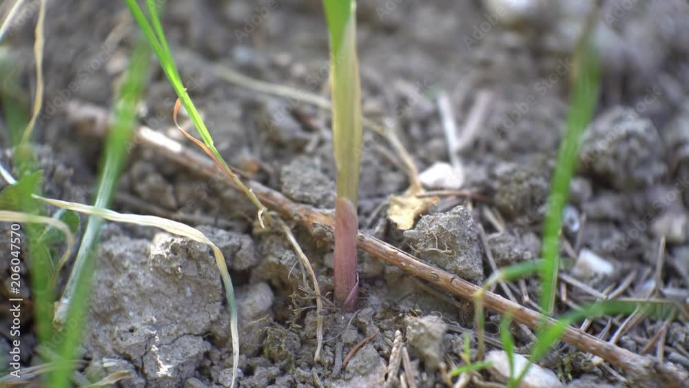 ants working at the root of plants ants working at the root of plants