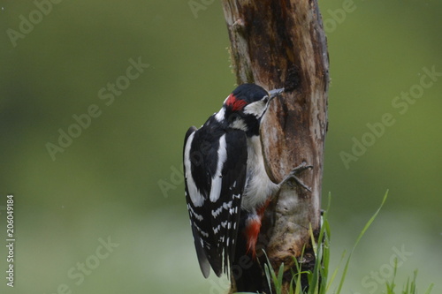 picchio rosso maggiore maschio photo