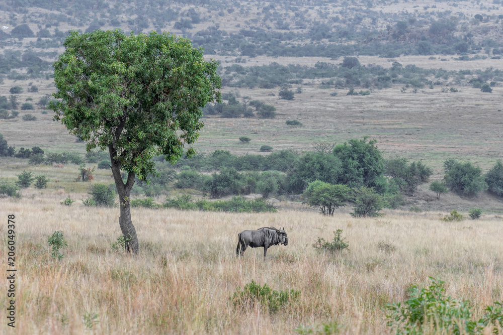 Fototapeta premium A lonesome wildebeest stand next to a tree
