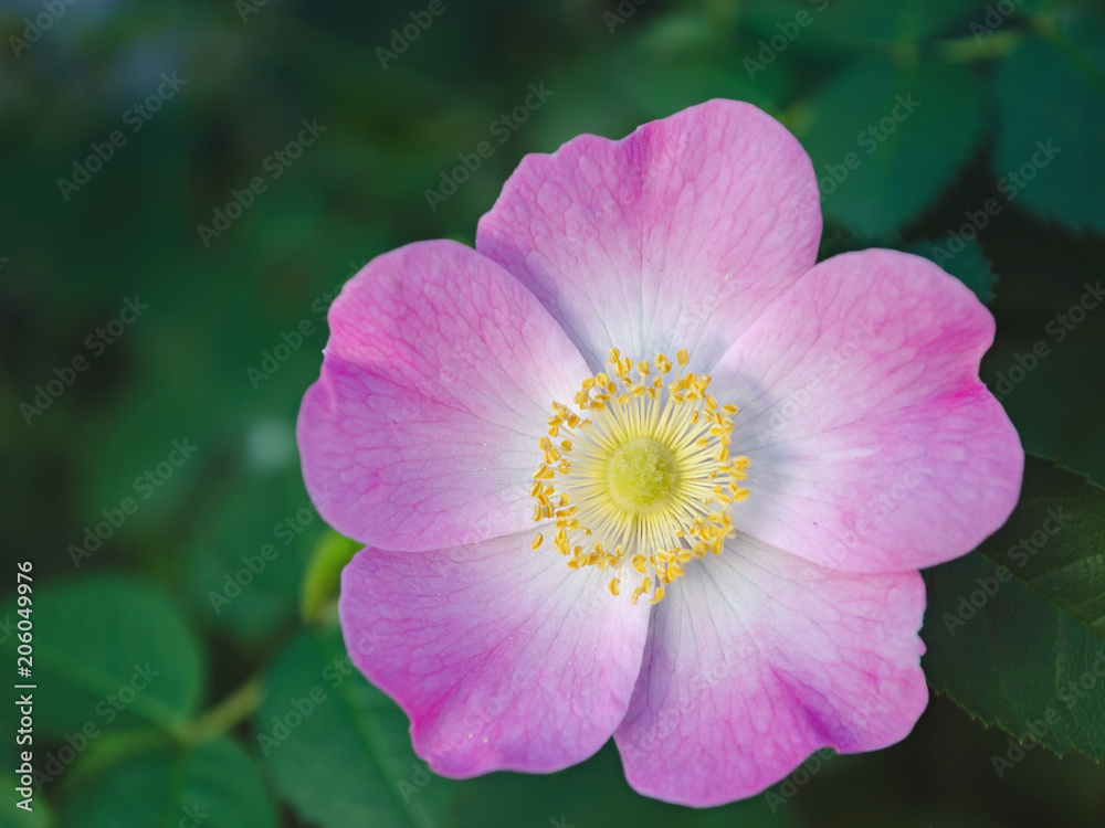 Fototapeta premium rose hip flowers