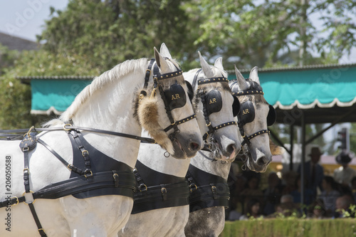 Tres caballos españoles tiran de un carruaje de tradicion