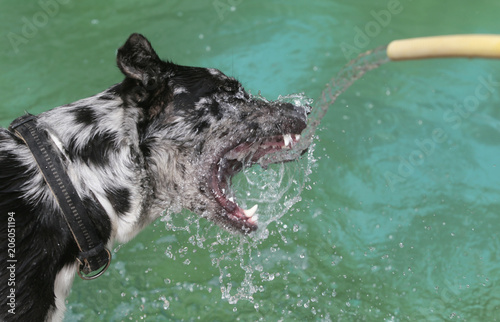 A shepherd Dog plays with a water jet from a hose during a high temperature spring season day in the Spanish mediterranean island of Mallorca 