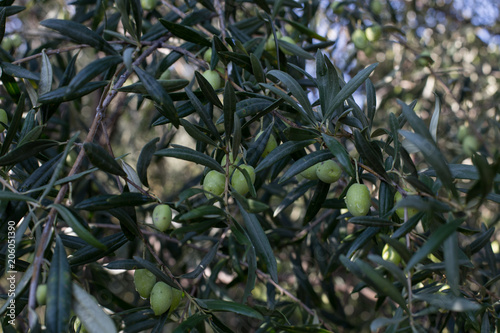 Wallpaper Mural Olive Torontodigital.ca