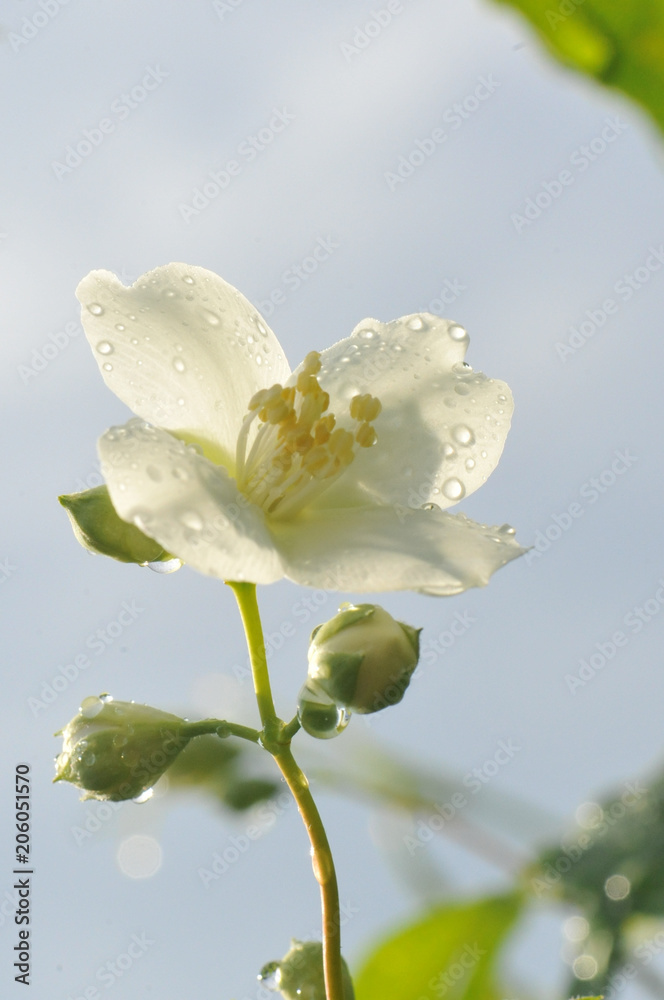 jasmine flowers in drops of dew jasmine flowers in drops of dew