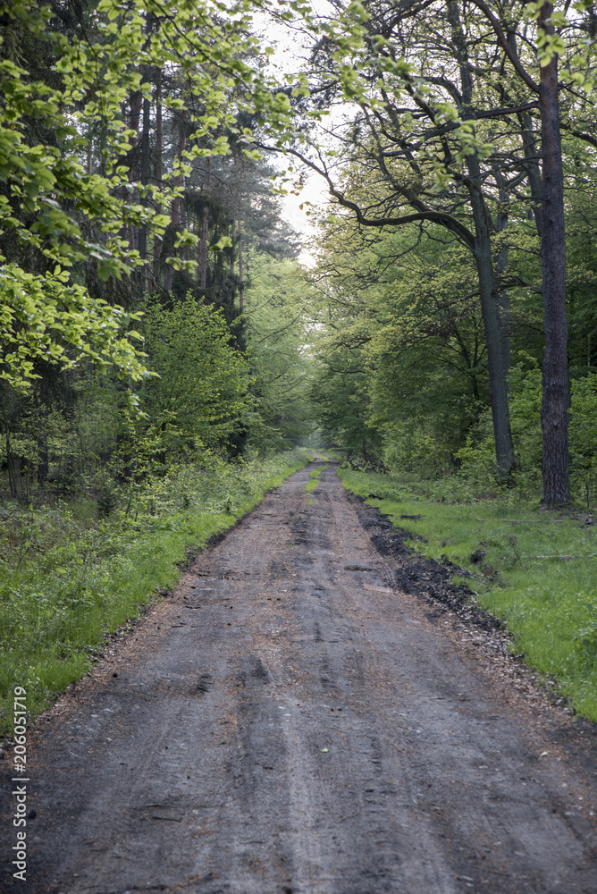 Fototapeta premium droga przez las