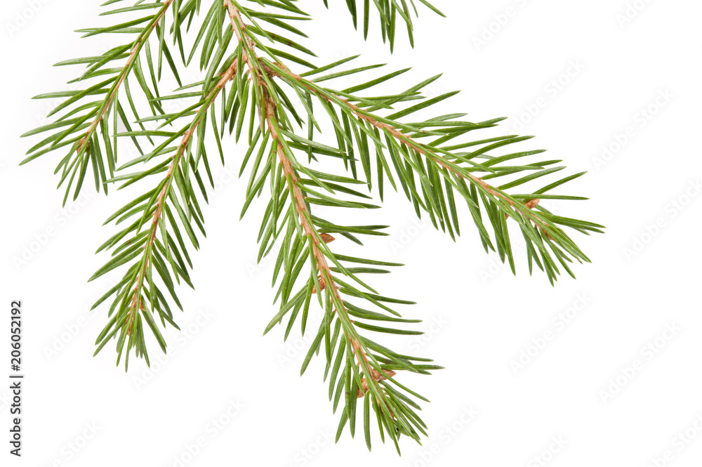 Spruce (Picea abies) branch and needles isolated on white background. Spruce (Picea abies) branch and needles isolated on white background.