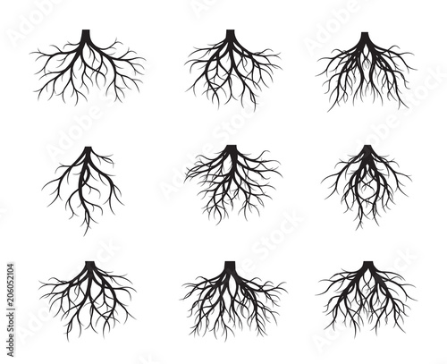Set of black naked Root. Vector Illustration.